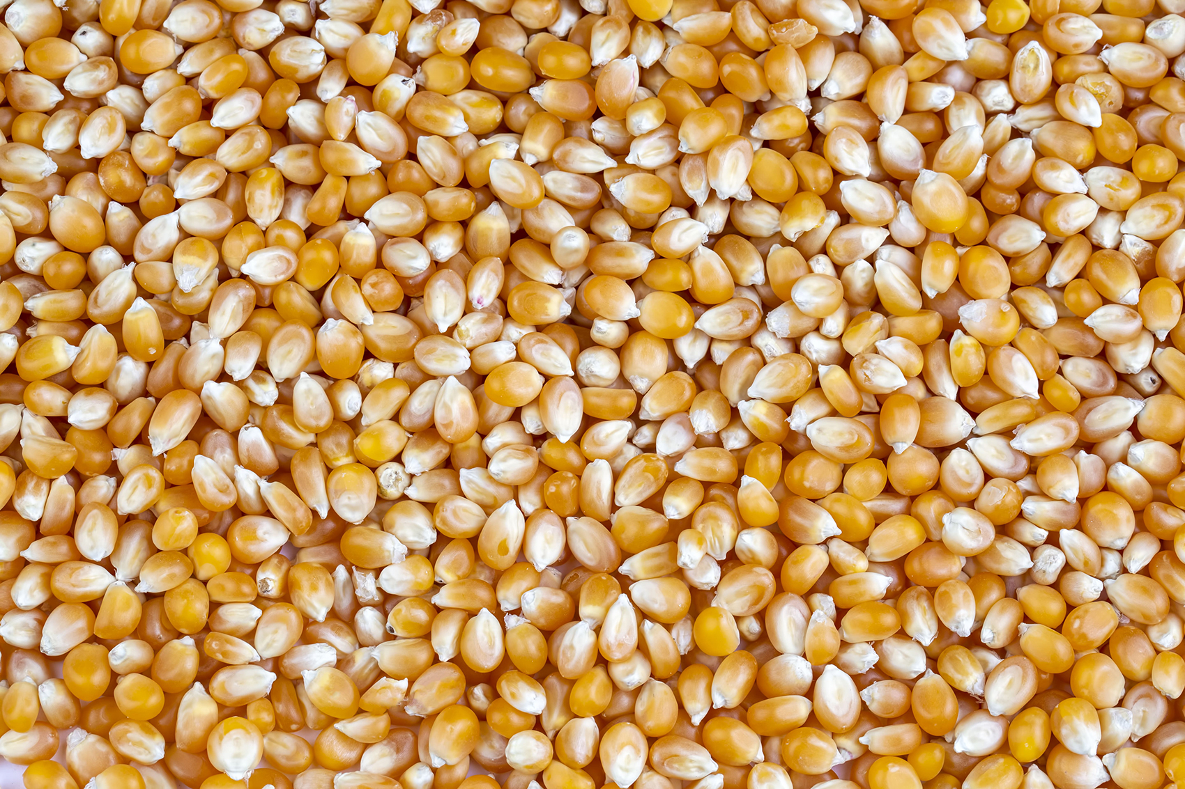 Chickpeas