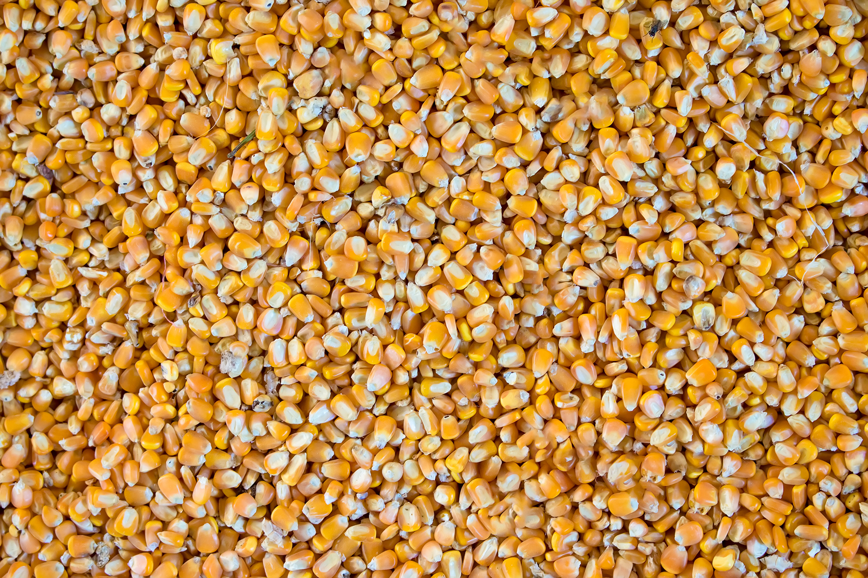 Chickpeas